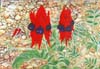 i.desertpeas